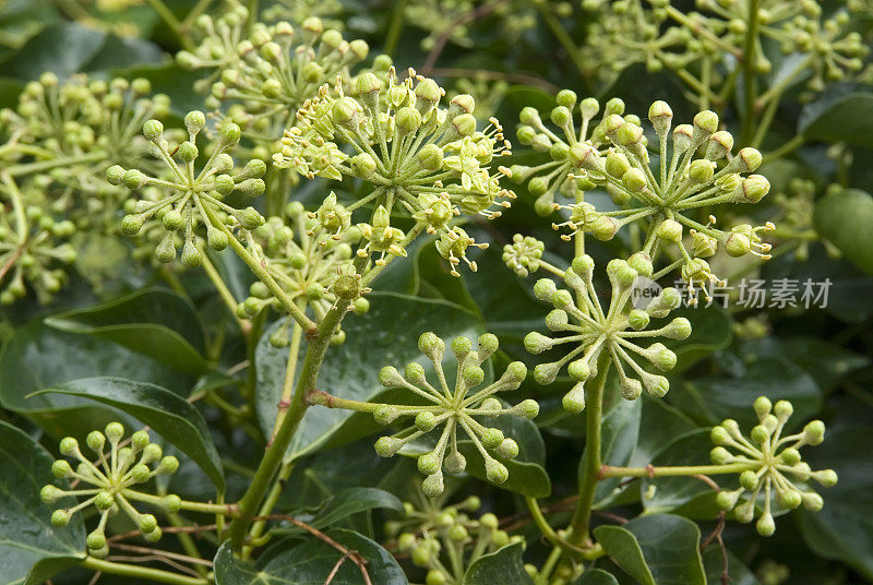 常春藤开花(Hedera helix)